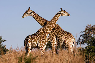 800px-Giraffe_Ithala_KZN_South_Africa_Luca_Galuzzi_2004.JPG