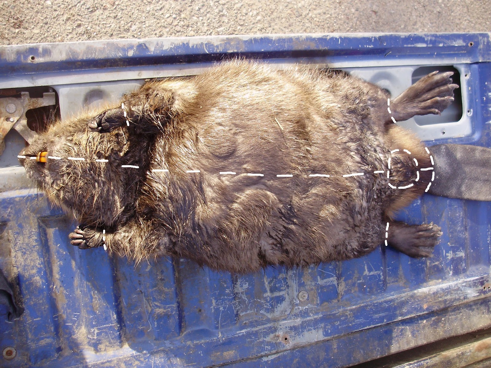 Wild Wisconsin So, You Want to Eat a Beaver