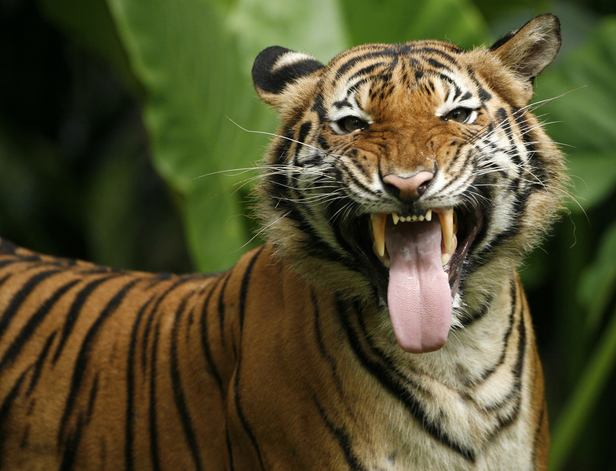 Malayan Tiger | The Life of Animals