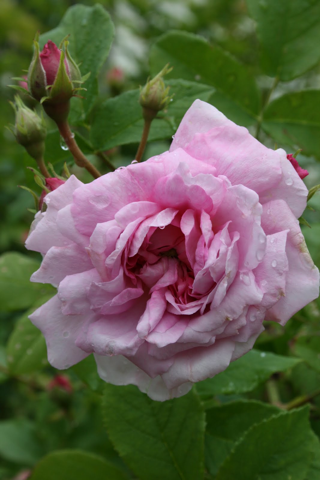 gammaldags buskros rosa