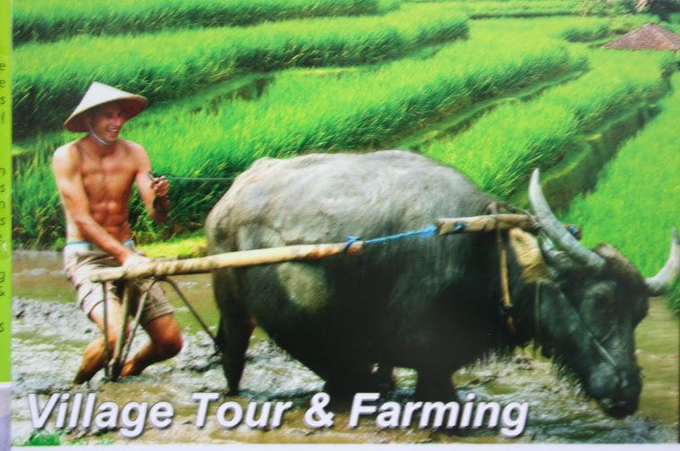 Experience ploughing the padi fields
