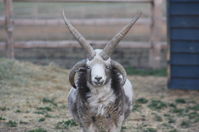 Perbred jacob lamb goat