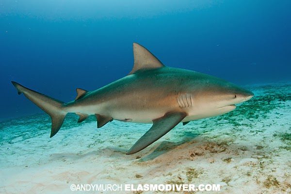 Bull Shark (Carcharhinus Leucas)