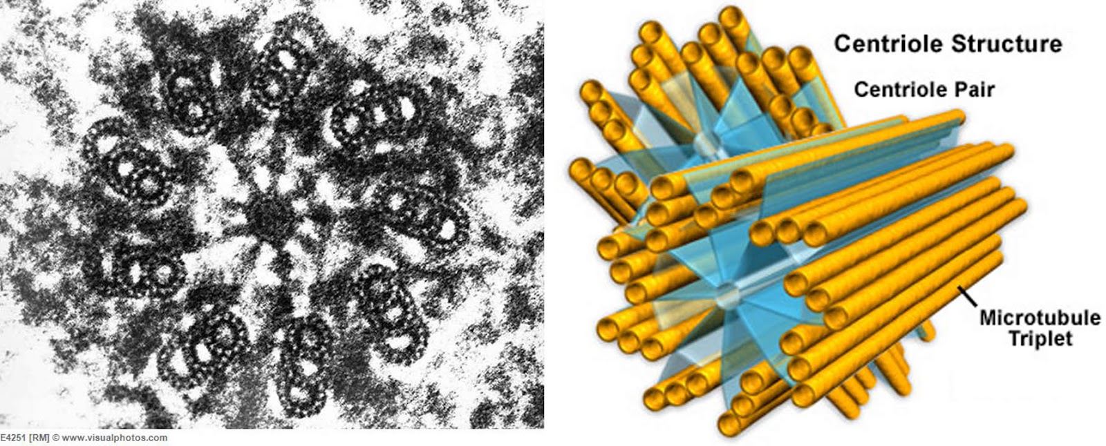 Centriole Animal Cell