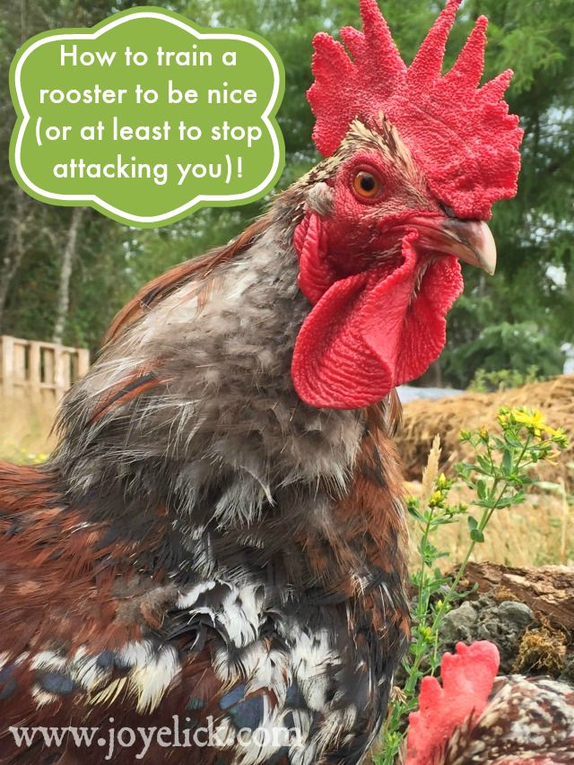 rooster-hates-one-hen
