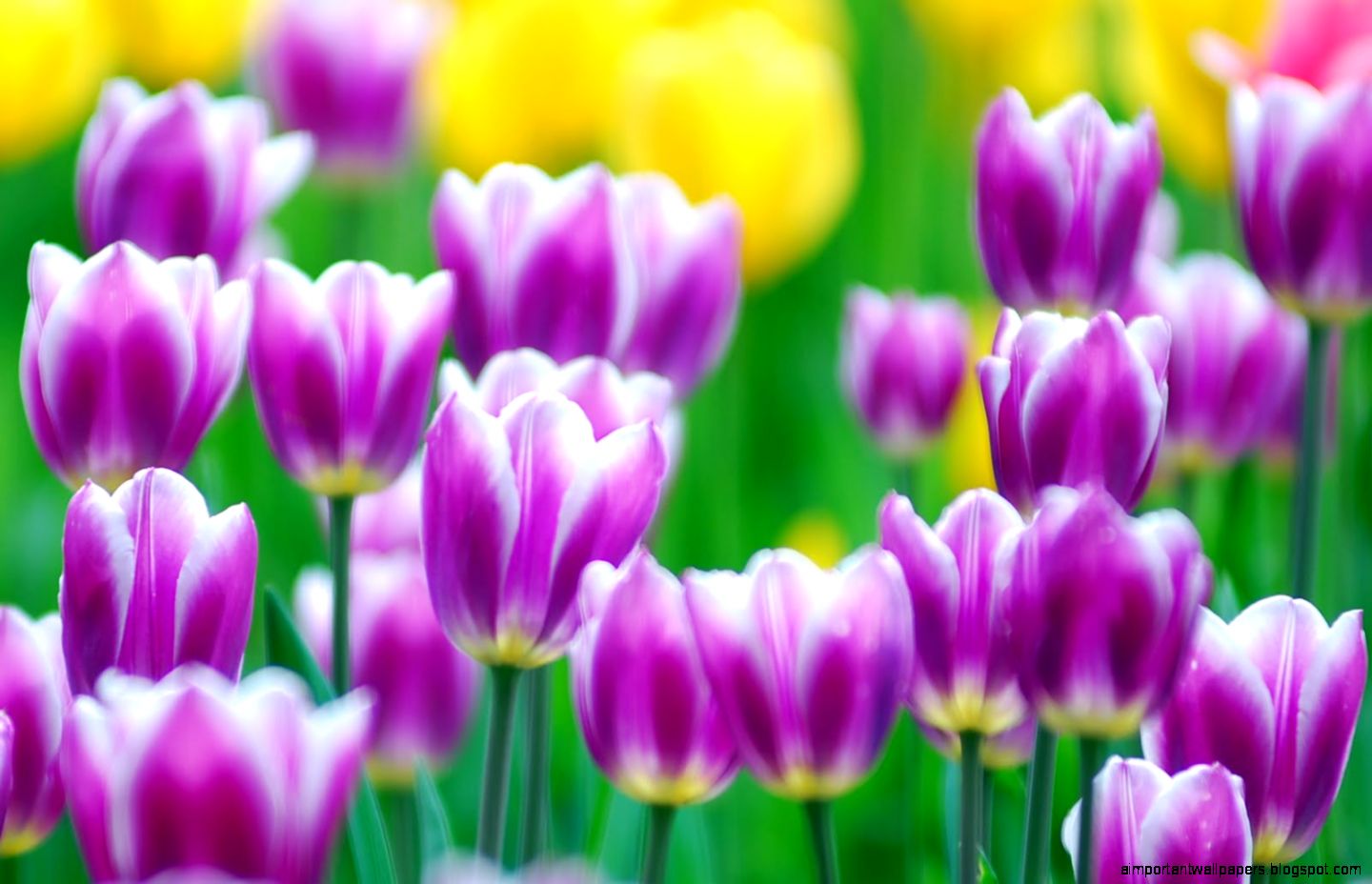 Tulip Flower HD Wallpapers Tulip Flower HD Wallpapers