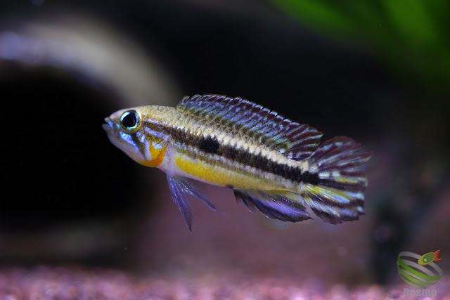 Apistogramma mendezi / Santa Isabel