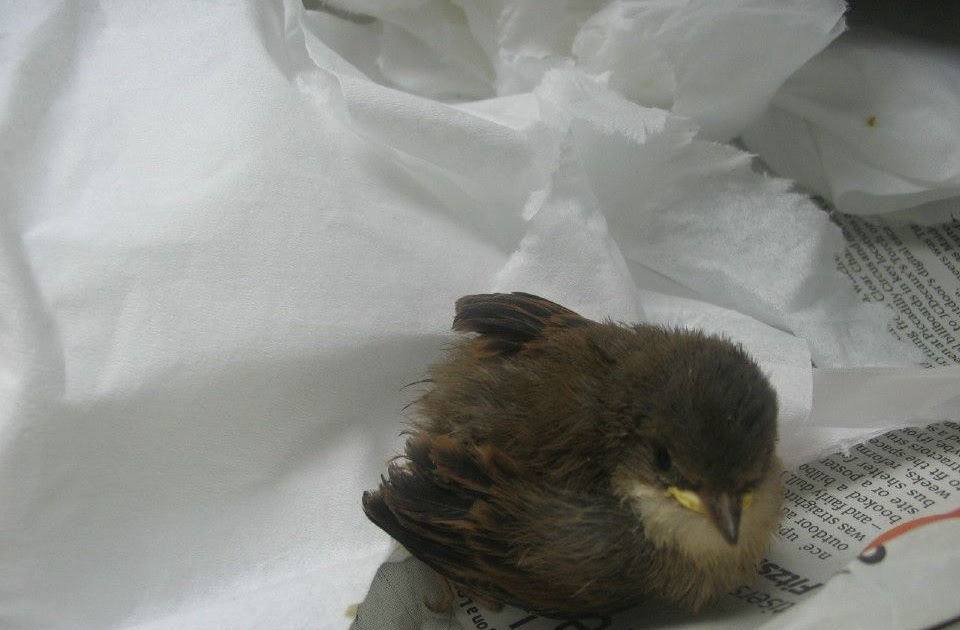 animalfriendly eating how to help an injured baby bird