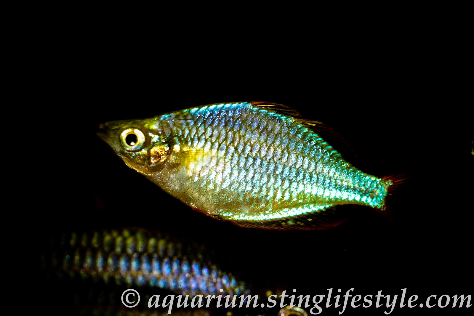 Australian Fish