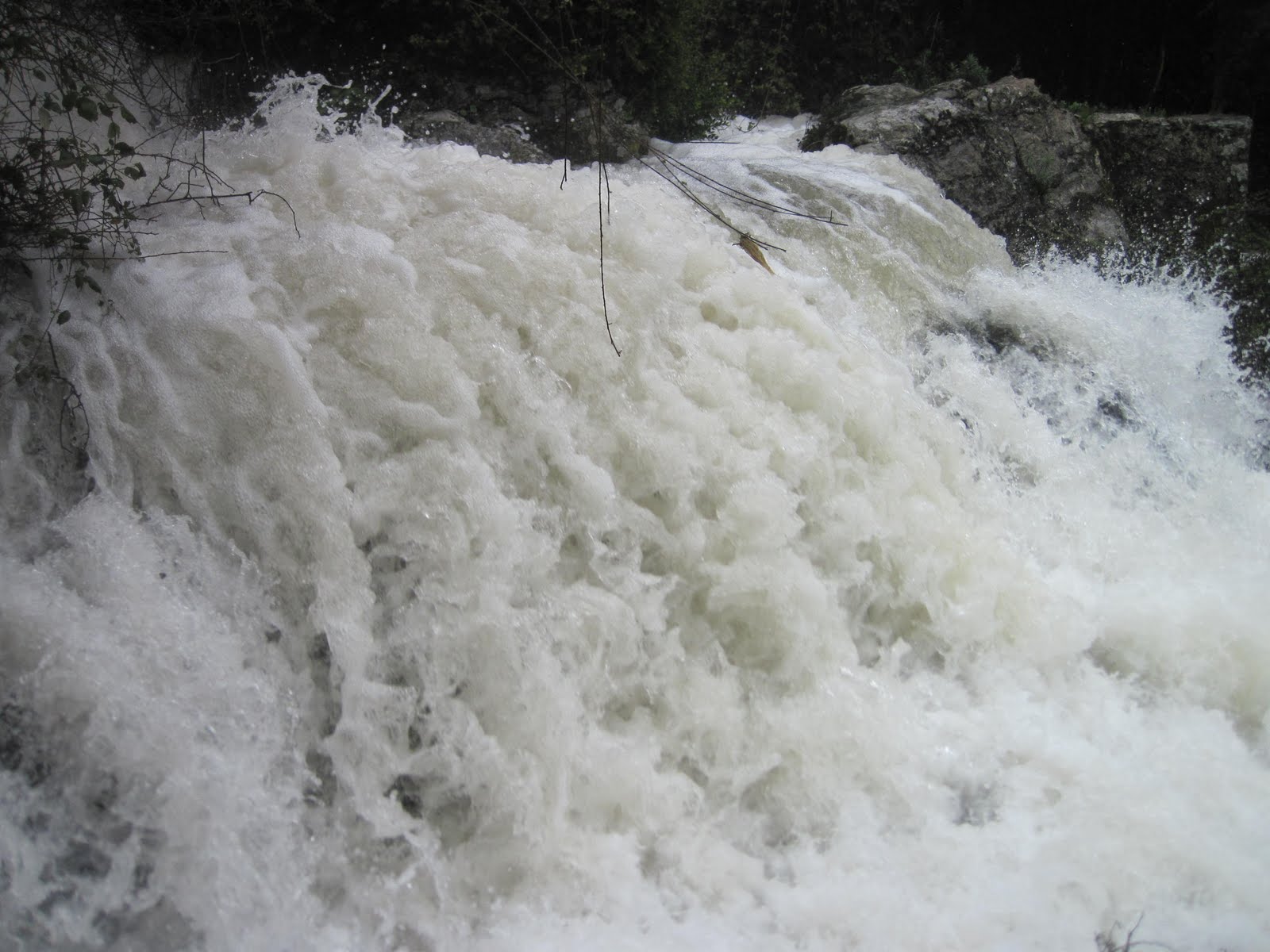 Le Biotope De La Laitue De Plumier