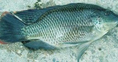 Ternyata ini perbedaan nila dan mujair