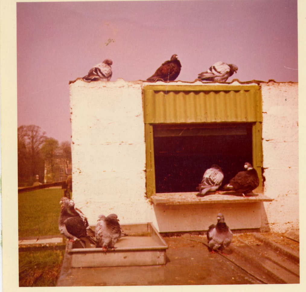 pigeonnier en 1970