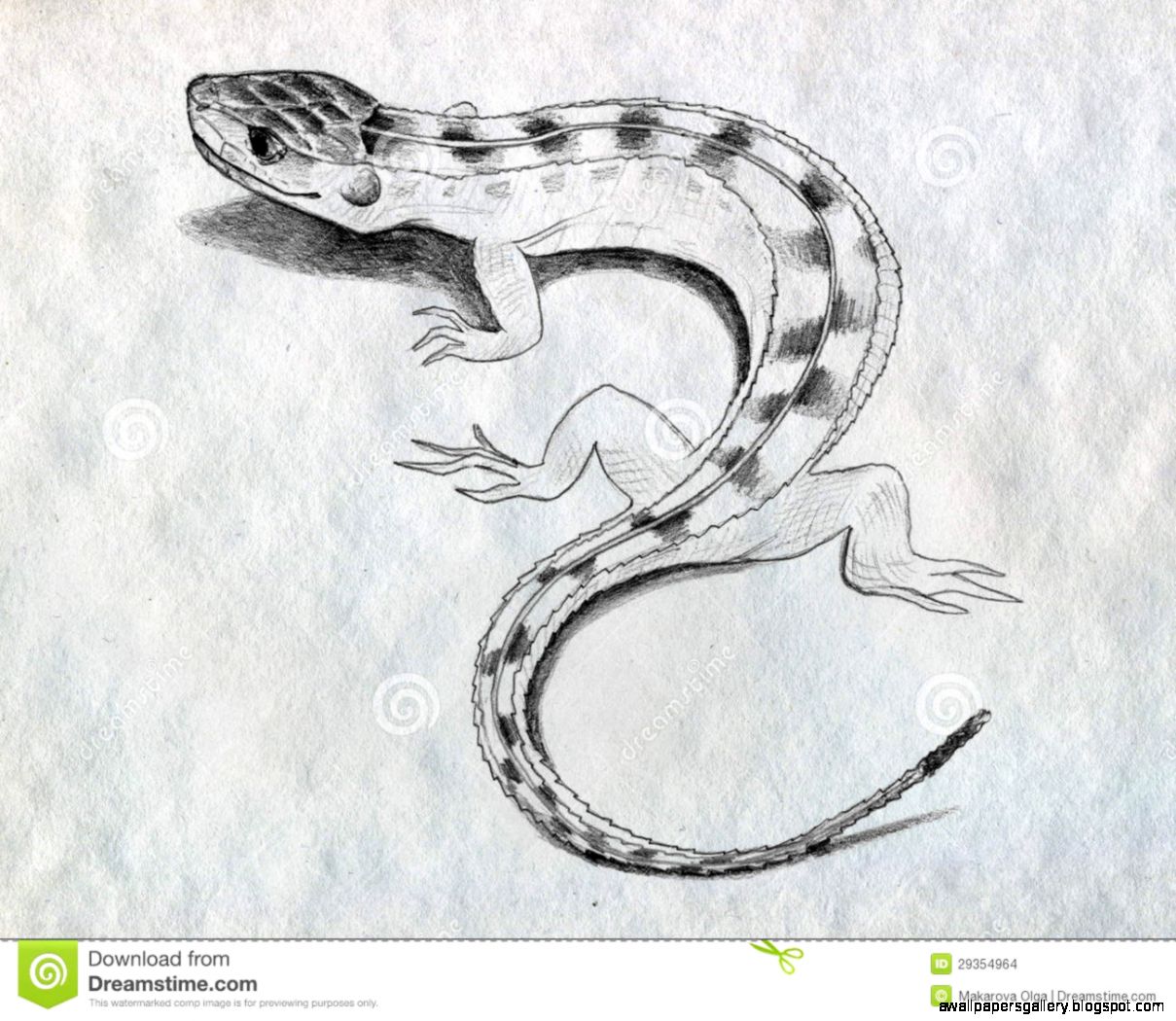 Lizard Sketch Stock Images Image 29354964 Lizard Sketch Stock Images Image 29354964