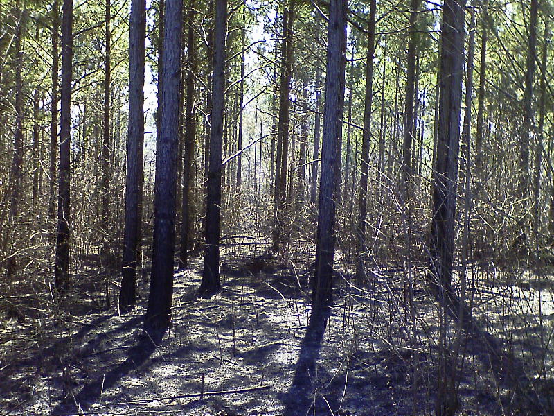 Dewberry Lands Prescribe Burn