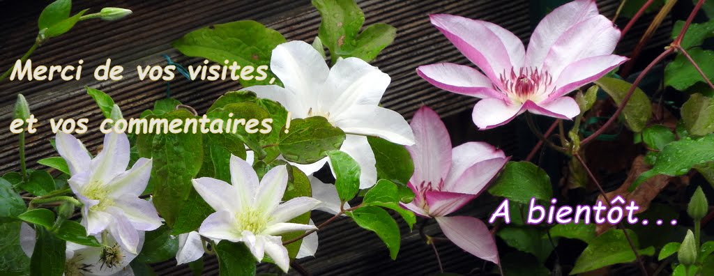 Clematites