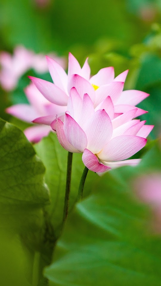 Twol Pink Lotus Flowers And Leaves Android Best Wallpaper