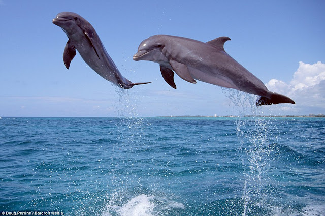 bottlenose dolphin, dolphin pictures, Doug Perrine has captured some amazing pictures of bottlenose dolphins in Caribbean Sea, cute dolphins, bottlenose dolphin pictures