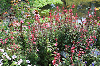 Prickly And Bitter Is Weigela The New Catnip