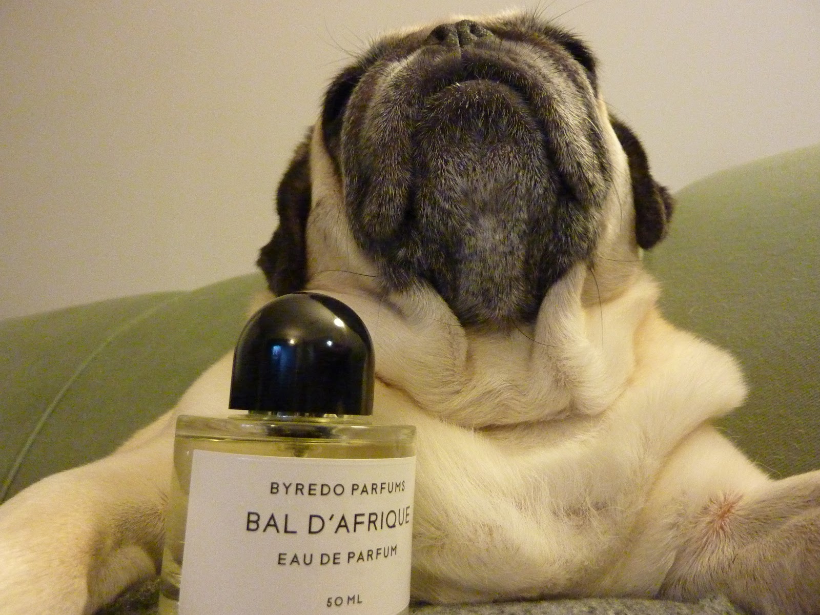 Lil Smug Pug Best Perfume Ever! Byredo's Bal D'Afrique