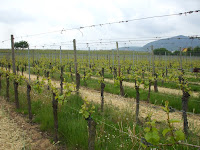 Vineyard in Germany - image credit - The Tech-House