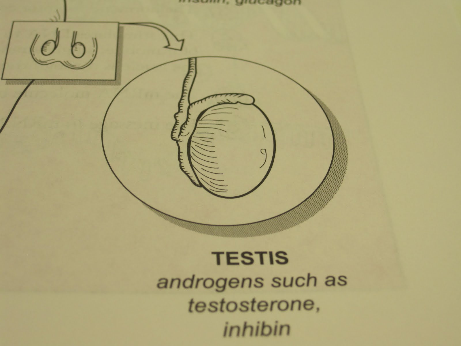 Anatomy and Physiology 2 Eportfolio: The Endocrine System & It's Hormones