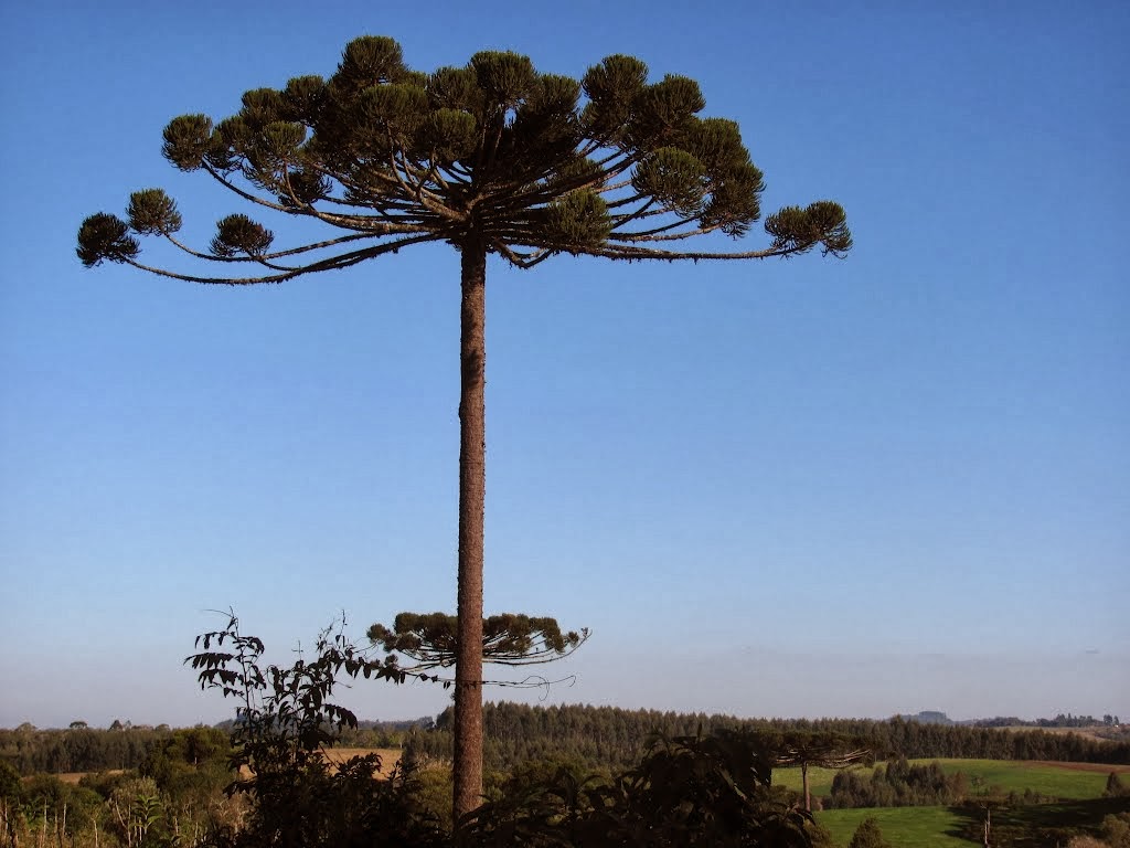 http://3.bp.blogspot.com/-v-iUlXu41y8/UoGC0AHBJ7I/AAAAAAAAPjg/Bsb4jS1Y70Q/s1600/araucaria=.jpg
