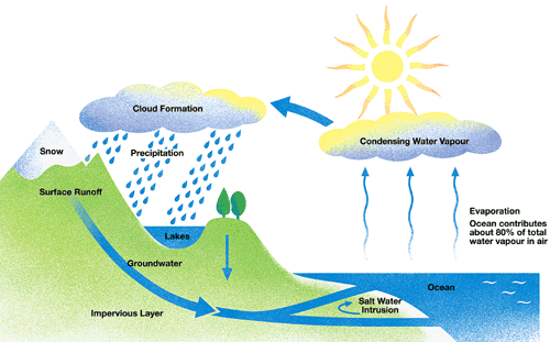 Rain Forms