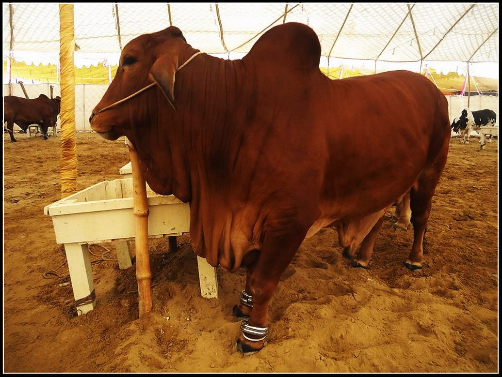 Camel+Qurbani+Karachi ... Karachi 2015, Bakra Mandi Karachi 2016, Bakra Mandi Karachi 2016