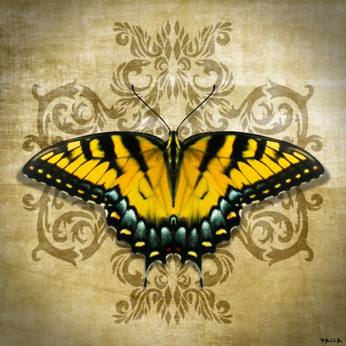 A simbologia da Borboleta! 🦋💖✨ #borboleta #xamanismo