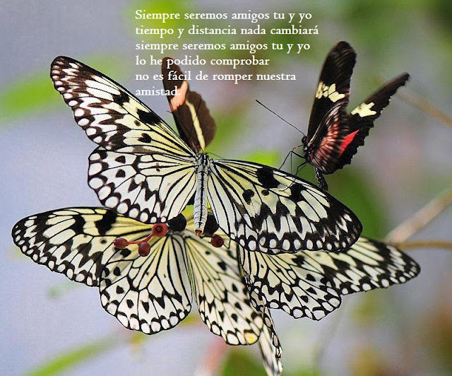 FRASES PARA AMIGOS AMISTADES