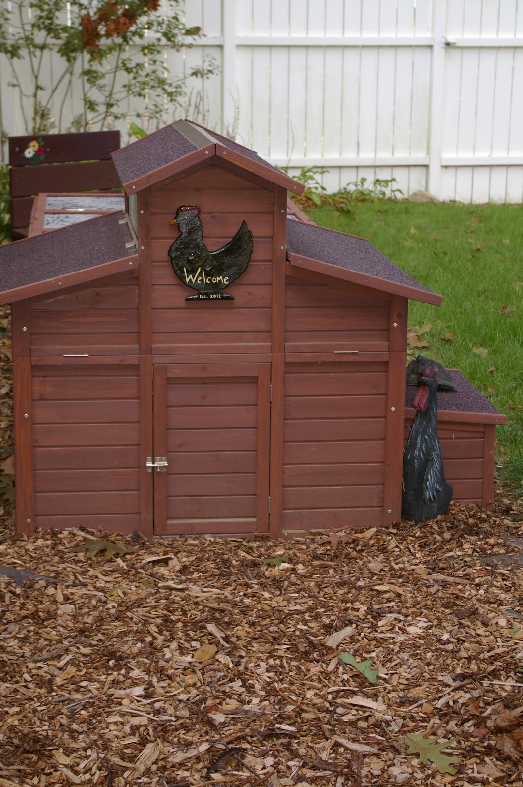 Chickens Decorating the Farm Landscape Community Chickens
