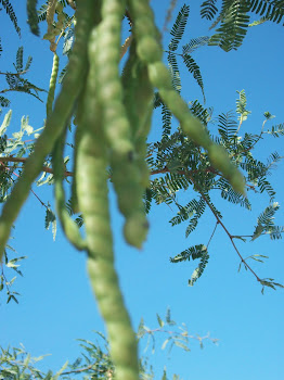 Mesquite tree seed pods