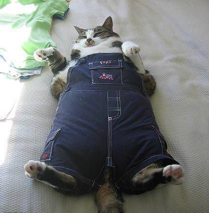 Fat Dog Cat