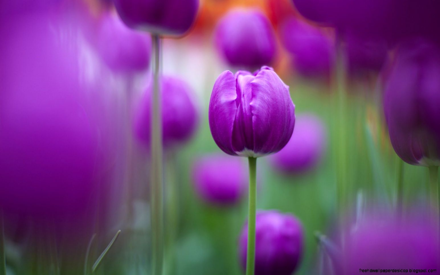 Tulips Red Drops Focus Nature Flowers Macro 6967908 Tulips Red Drops Focus Nature Flowers Macro 6967908