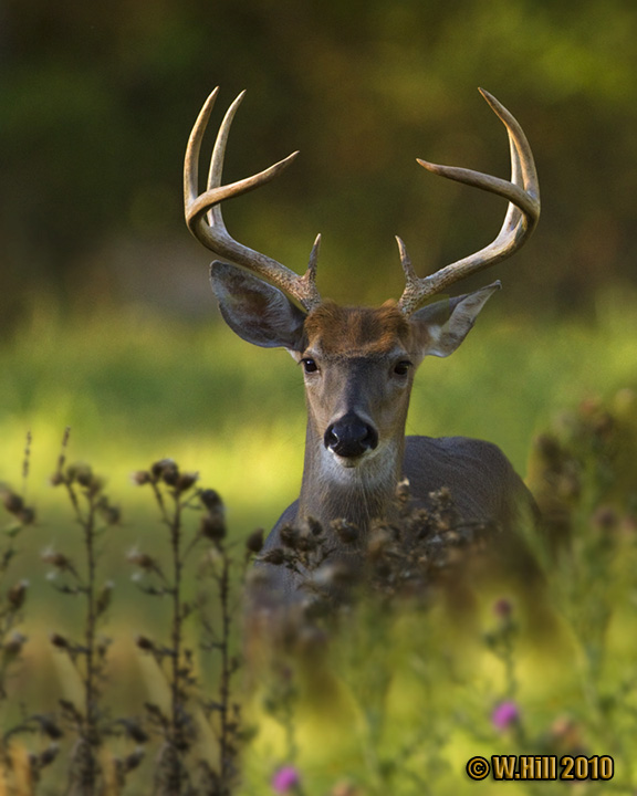 Will spike deer always spikes heryday