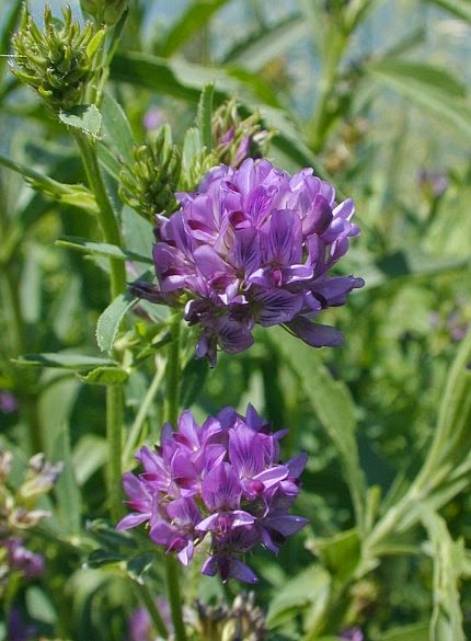 Benefits And Nutrition Of Alfalfa For Health | Tips Curing ... feet diagram 