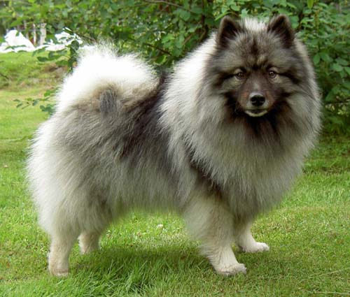 anjing keeshond