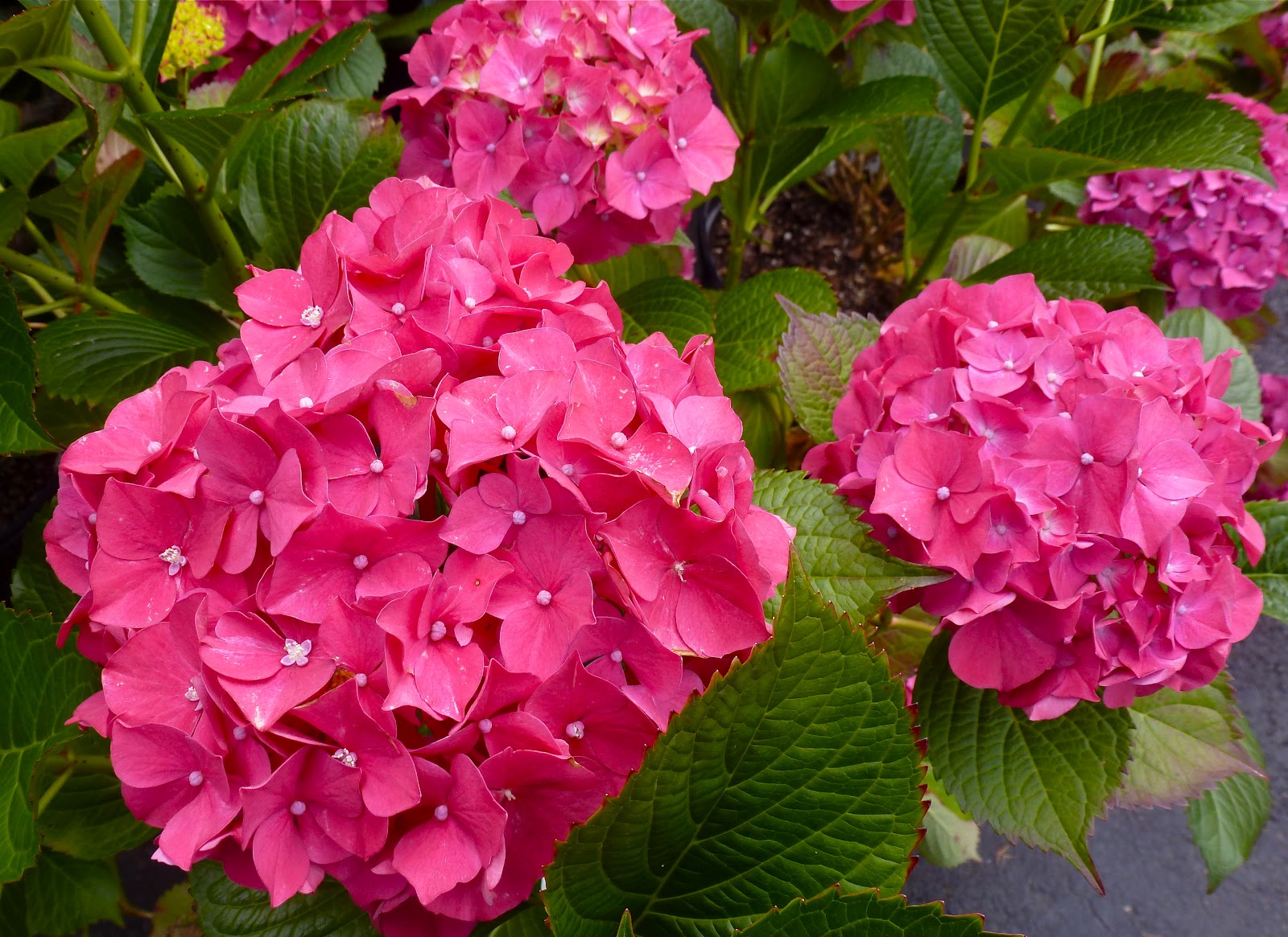 Vanilla Strawberry Hydrangea Home Decorating Ideasbathroom