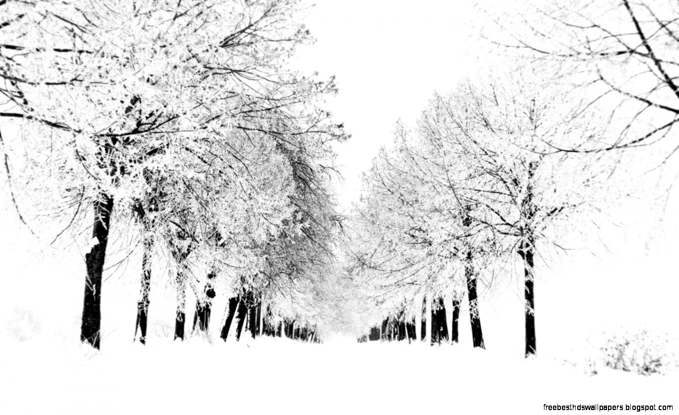 White trees 1778868 White trees 1778868