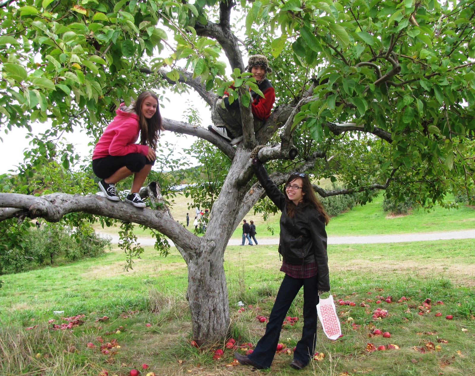 Kate's Wish Apple picking our way...