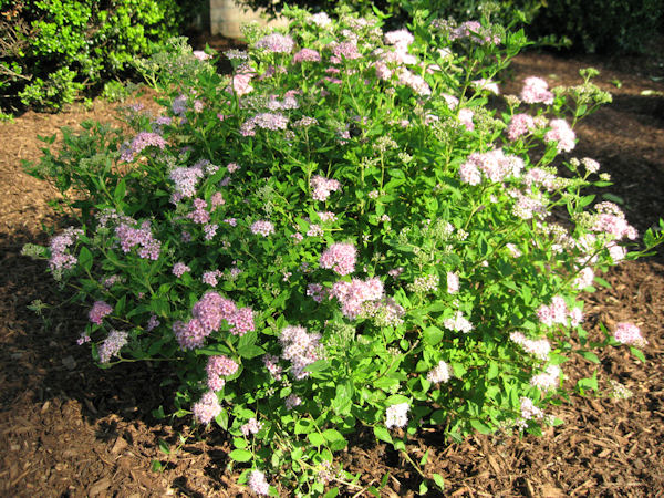 Denver Landscape Plants Snowmound Spirea