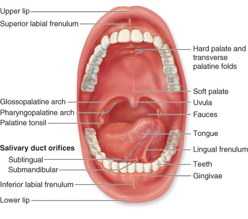 Abnormal White Cells