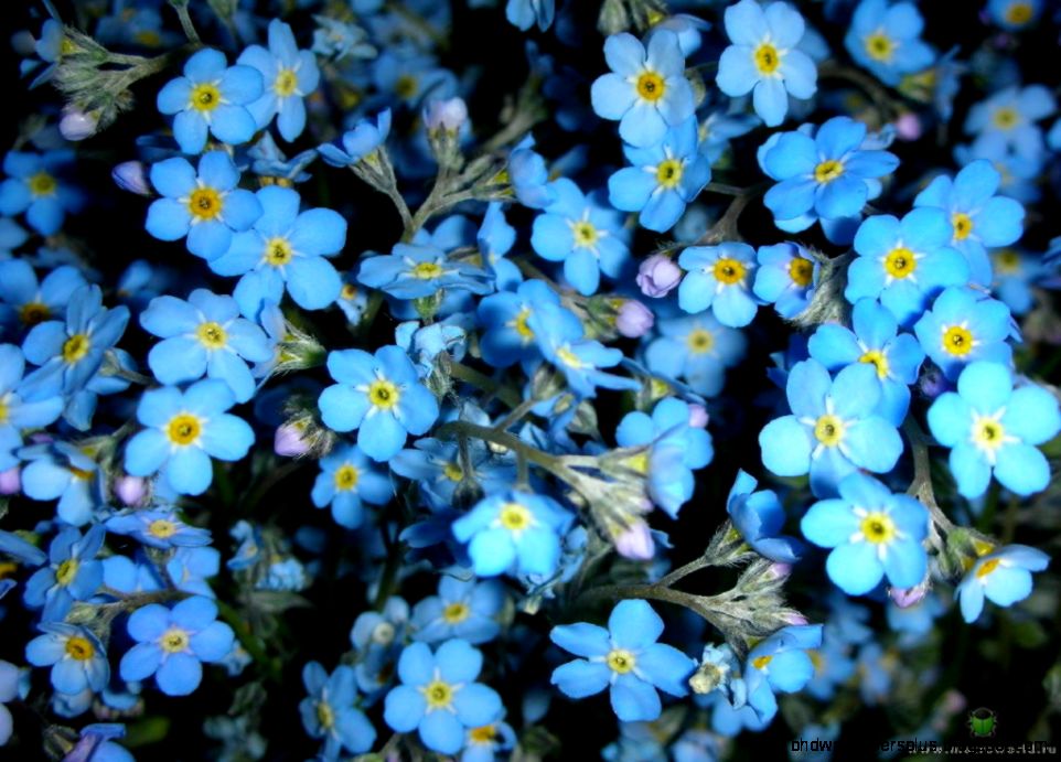 forget me not Flowers Photo 22283844 Fanpop forget me not Flowers Photo 22283844 Fanpop