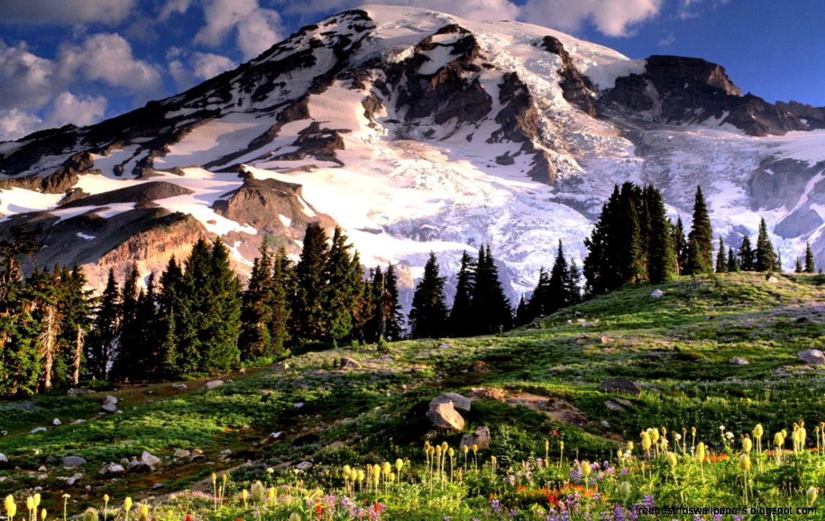 The Night Forest Scenery Desktop Background Your Hd Wallpaper The Night Forest Scenery Desktop Background Your Hd Wallpaper