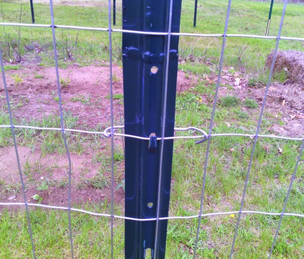 Speechless Workin Stiff Installing TPost Clips on Garden Fence