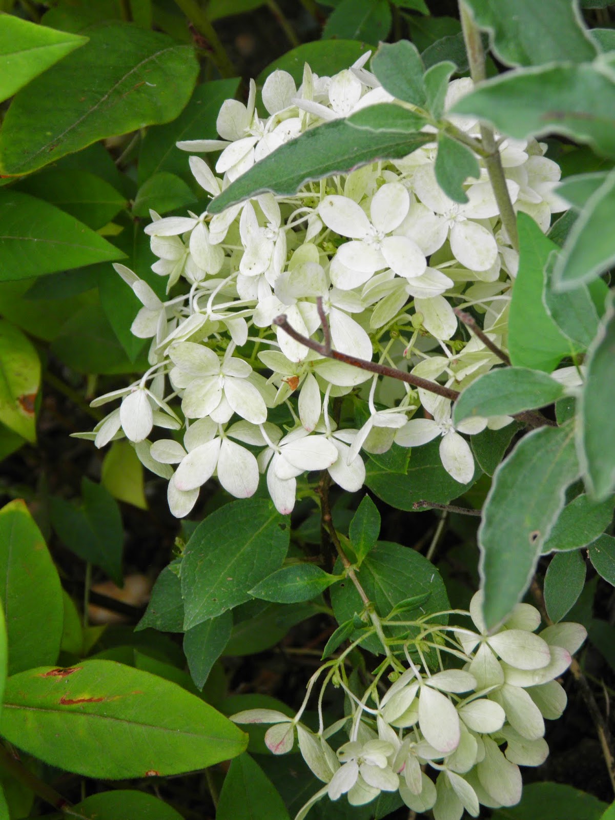 Border With Hydrangea Stock Photos Border With Hydrangea Stock