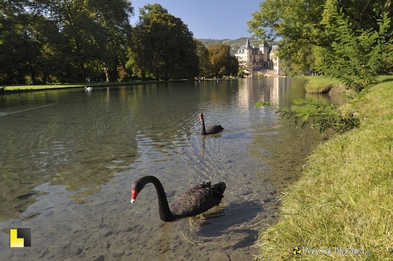 cygnes noir au château de Vizille photo pascal blachier