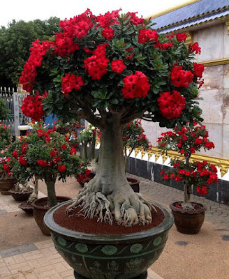 Oleander Plant Profile Toxicity And Identification