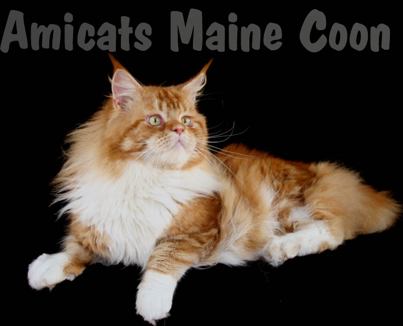 Maine Coon Gato Gigante Ragdoll Bengal Mini Oncinha Amicat S メインクーン キャットamicatの子供と犬のために推奨される 本質的に大きいです 猫メインクーンキャットamicatのは本質的に大規模な 子供と犬 のために推奨される メイン州amicatsは