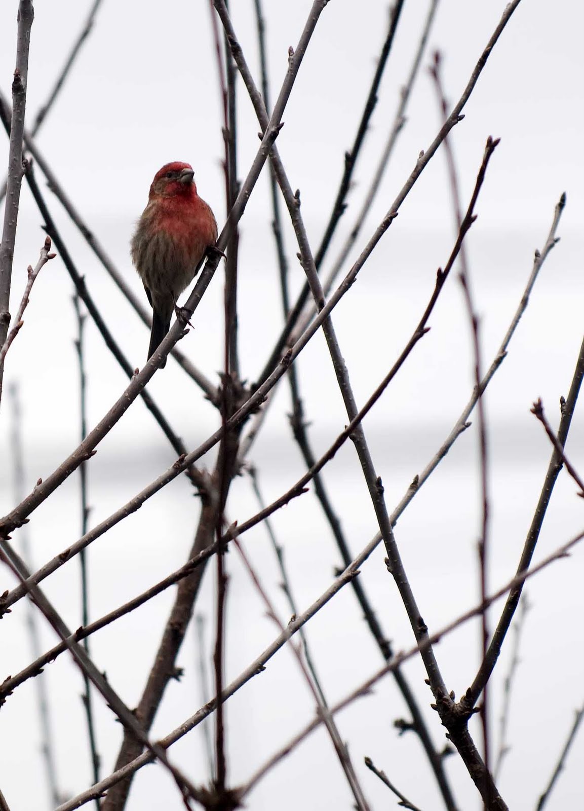 Alasdair Turner Photography Seattle Backyard Birds and How to Attract